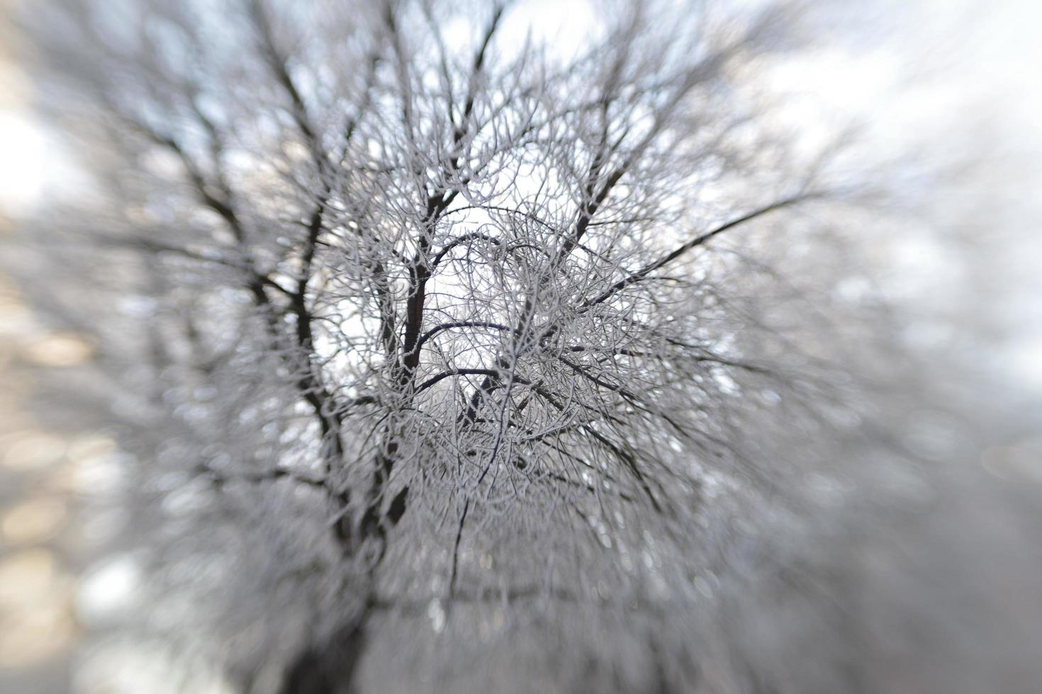 winter frost on tree branches photo