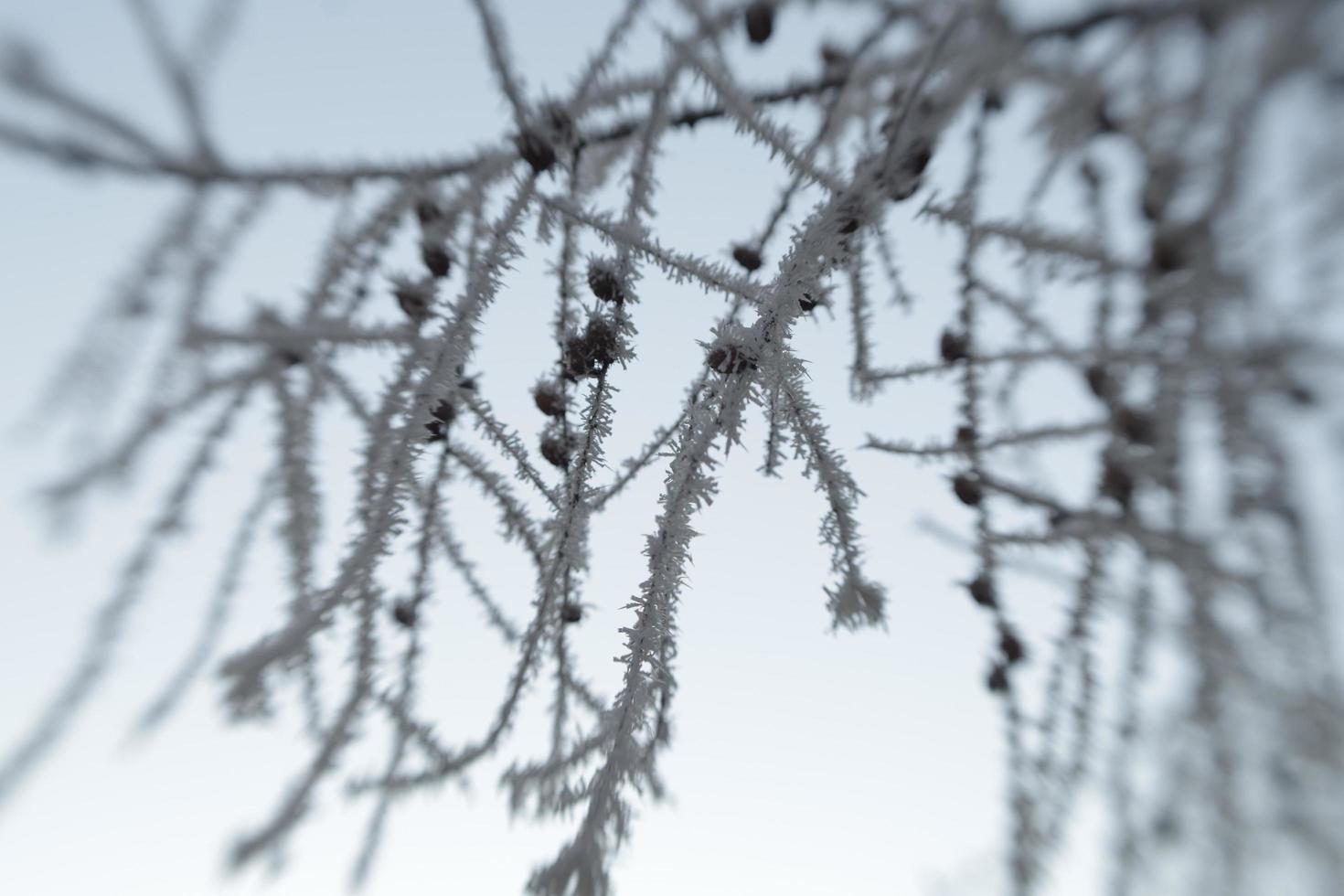 winter frost on tree branches photo
