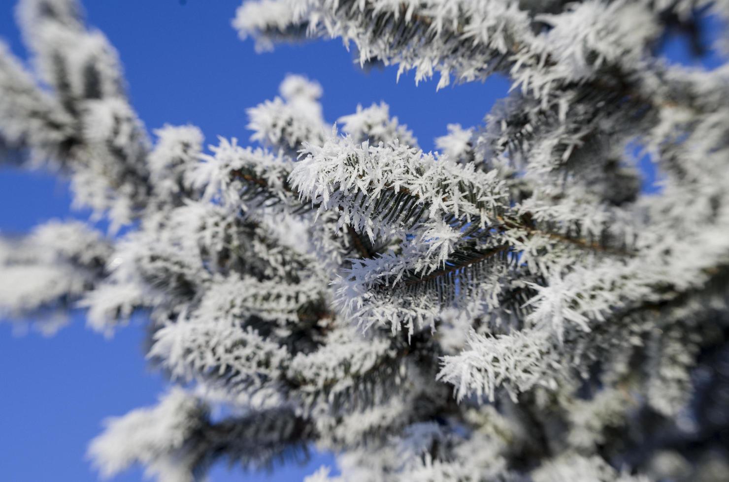 winter frost on tree branches photo