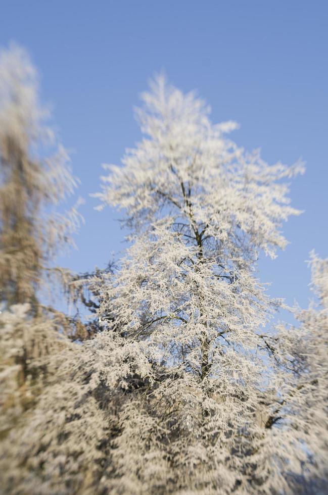 heladas de invierno en las ramas de los árboles foto