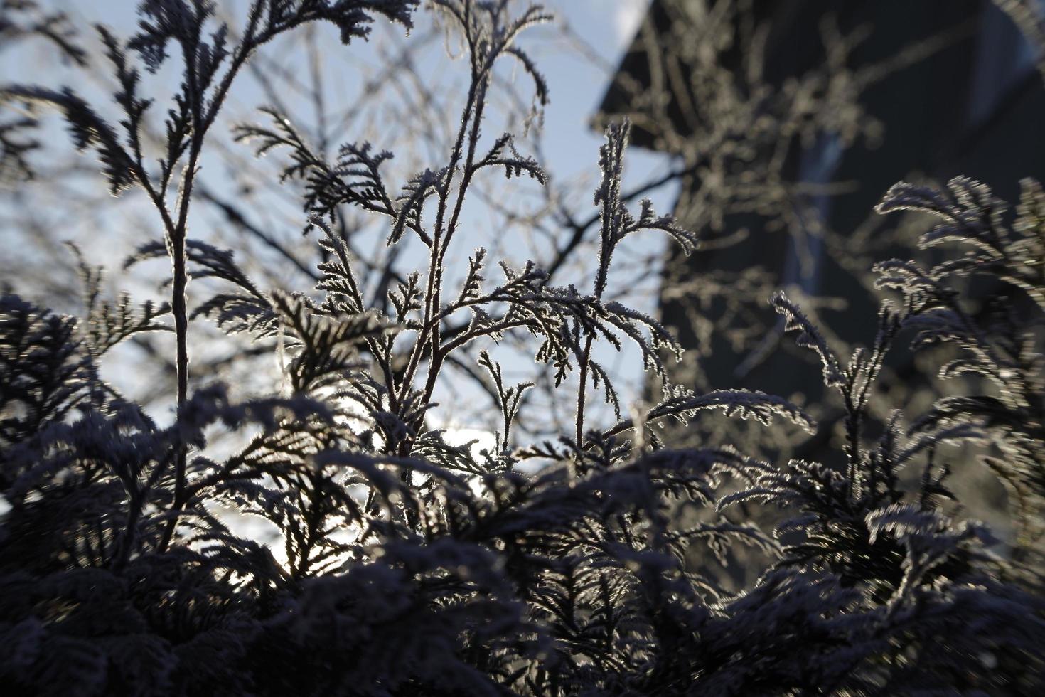 heladas de invierno en las ramas de los árboles foto