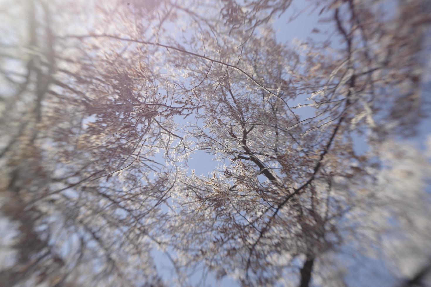 heladas de invierno en las ramas de los árboles foto