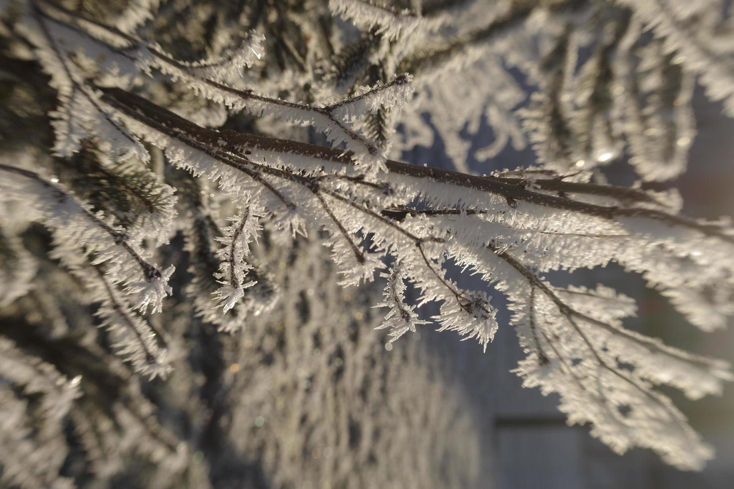 heladas de invierno en las ramas de los árboles foto