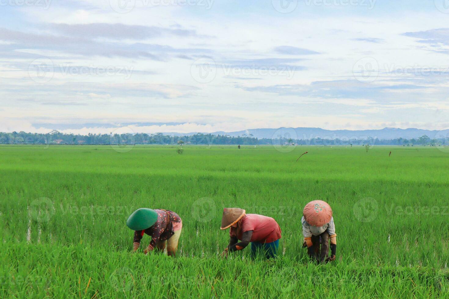 granjeros ocupados están plantando arroz en los campos de arroz bajo un hermoso cielo foto