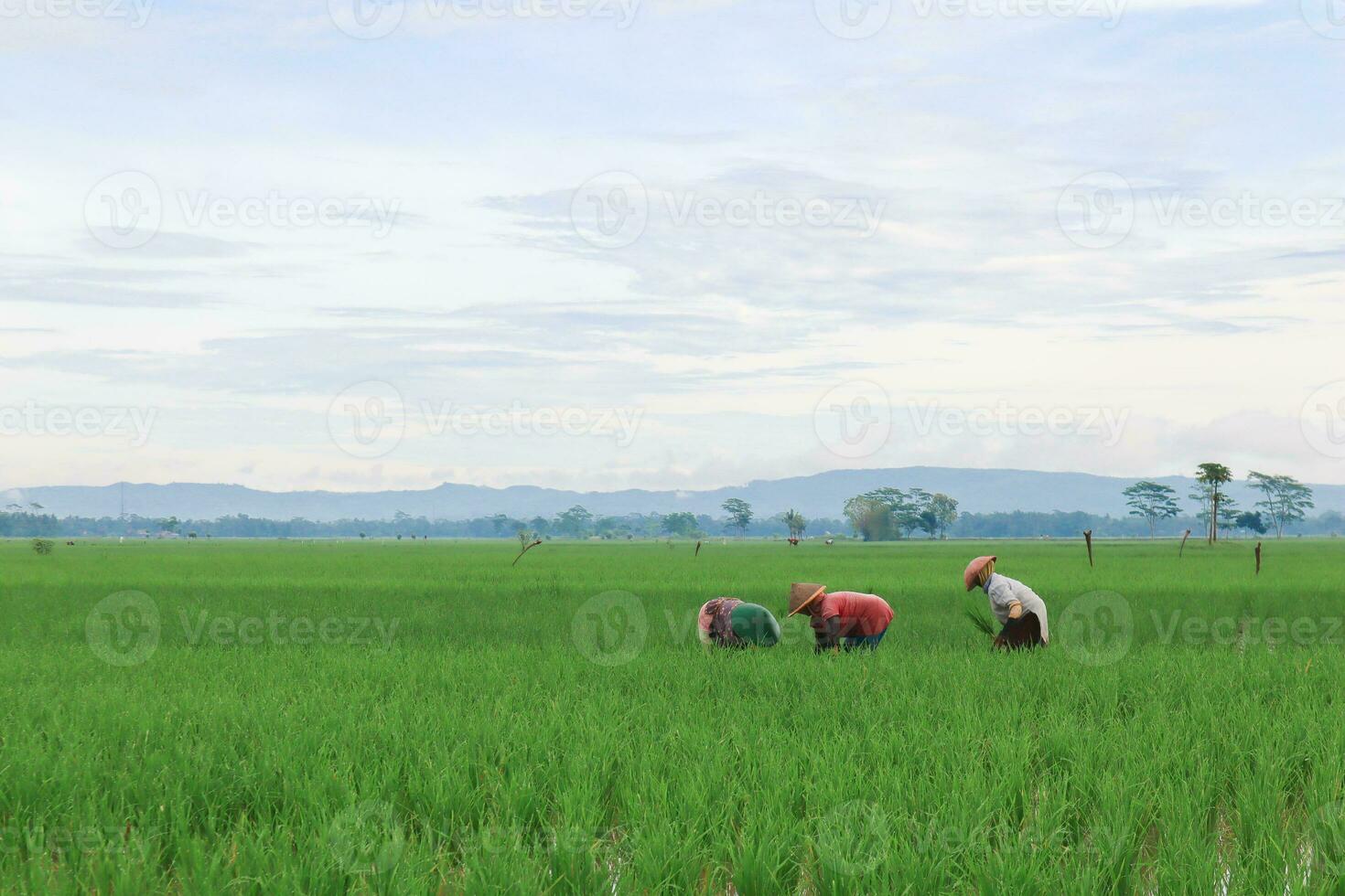 Farmers Do Hard Work at Early Morning with Beautiful Landscape photo