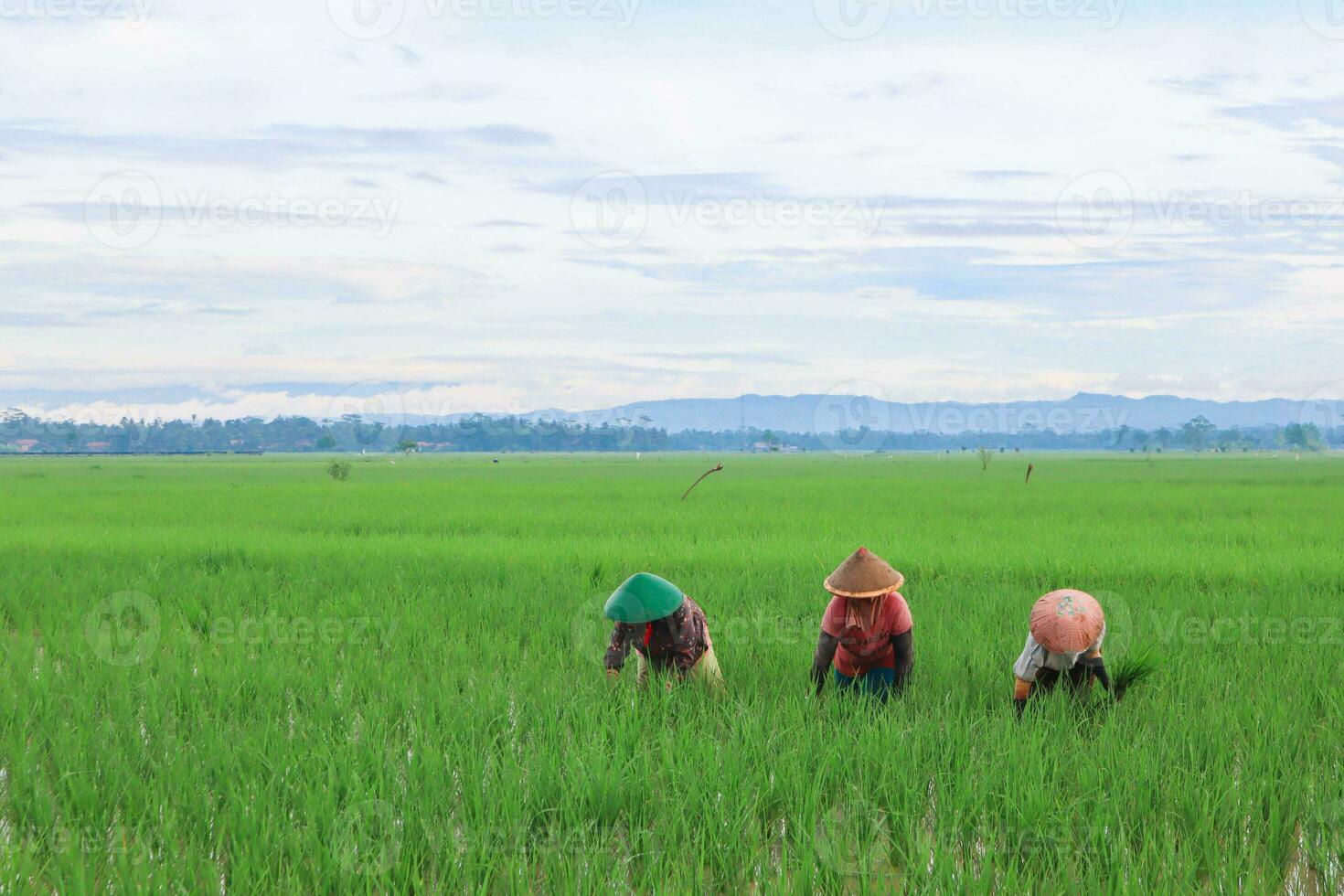 tres granjeros están plantando arroz en los campos de arroz durante la mañana soleada foto