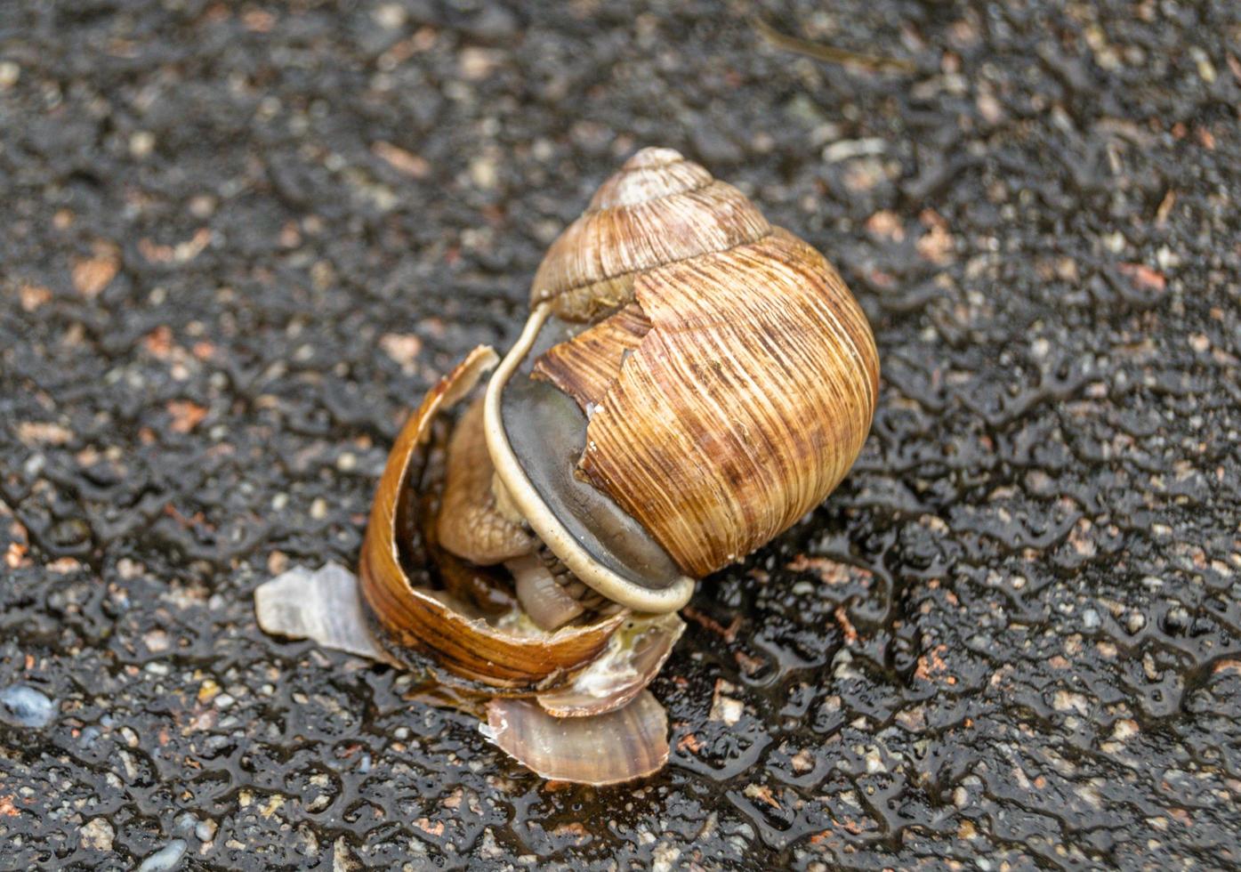 Big garden snail in shell crawling on wet road photo