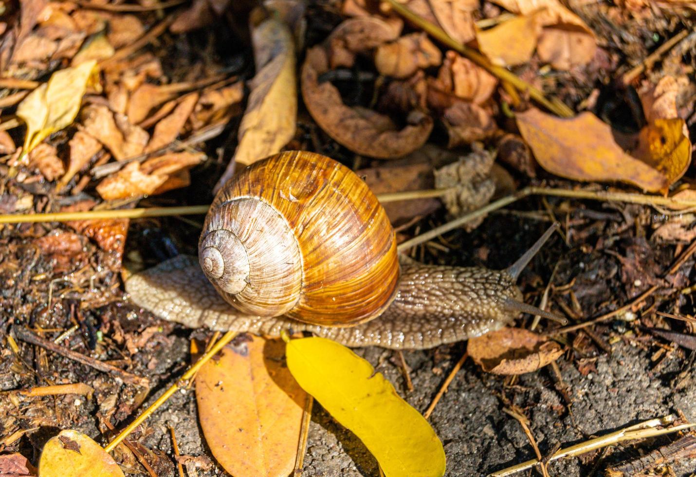 Big garden snail in shell crawling on wet road photo
