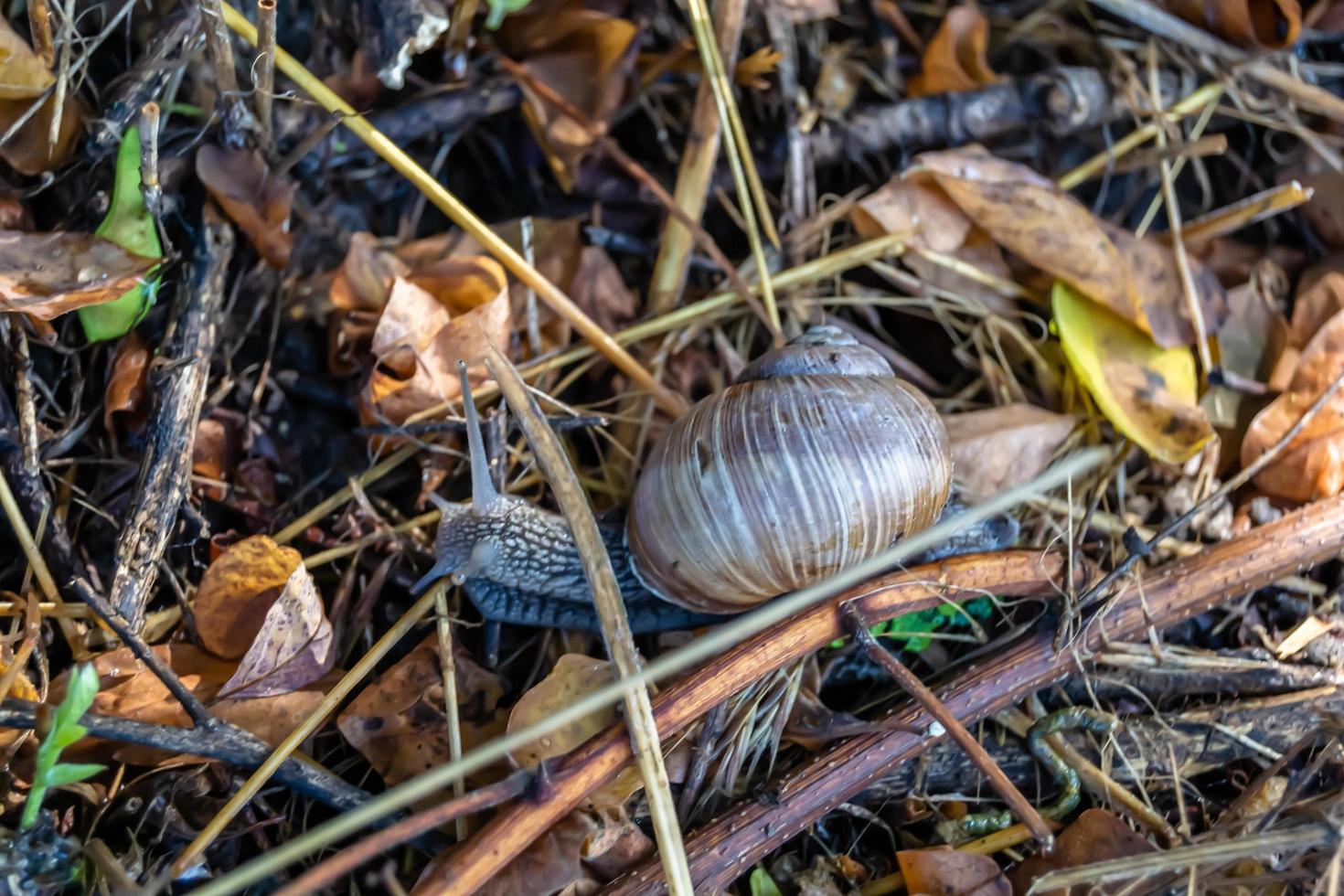 Big garden snail in shell crawling on wet road photo