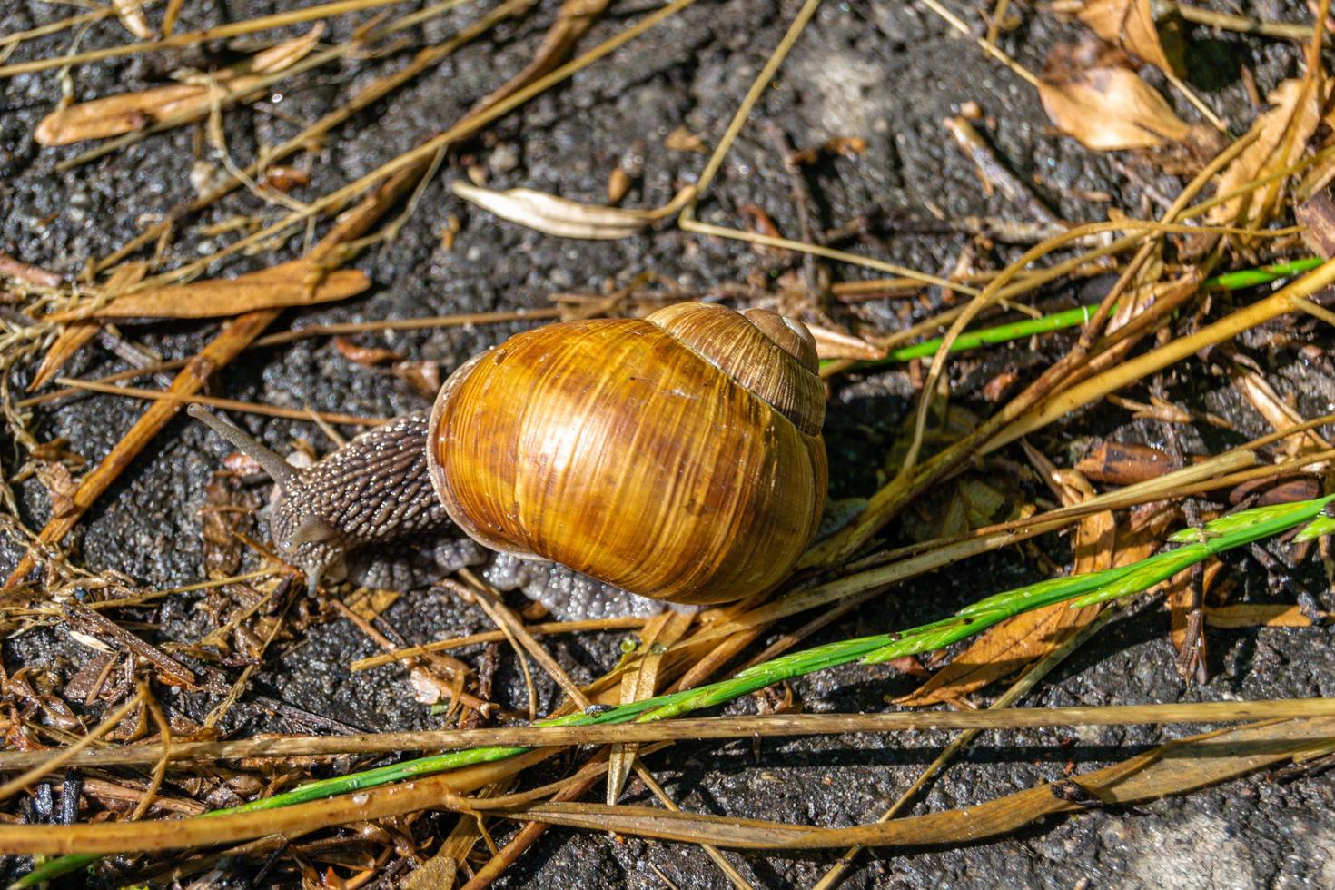 Caracol de jardín grande con concha arrastrándose sobre carretera mojada foto