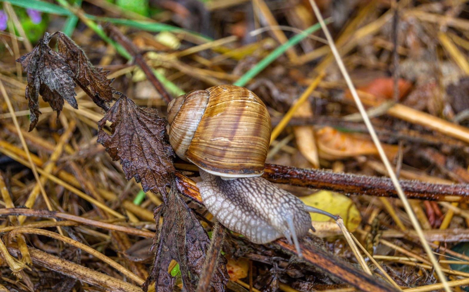 Big garden snail in shell crawling on wet road photo
