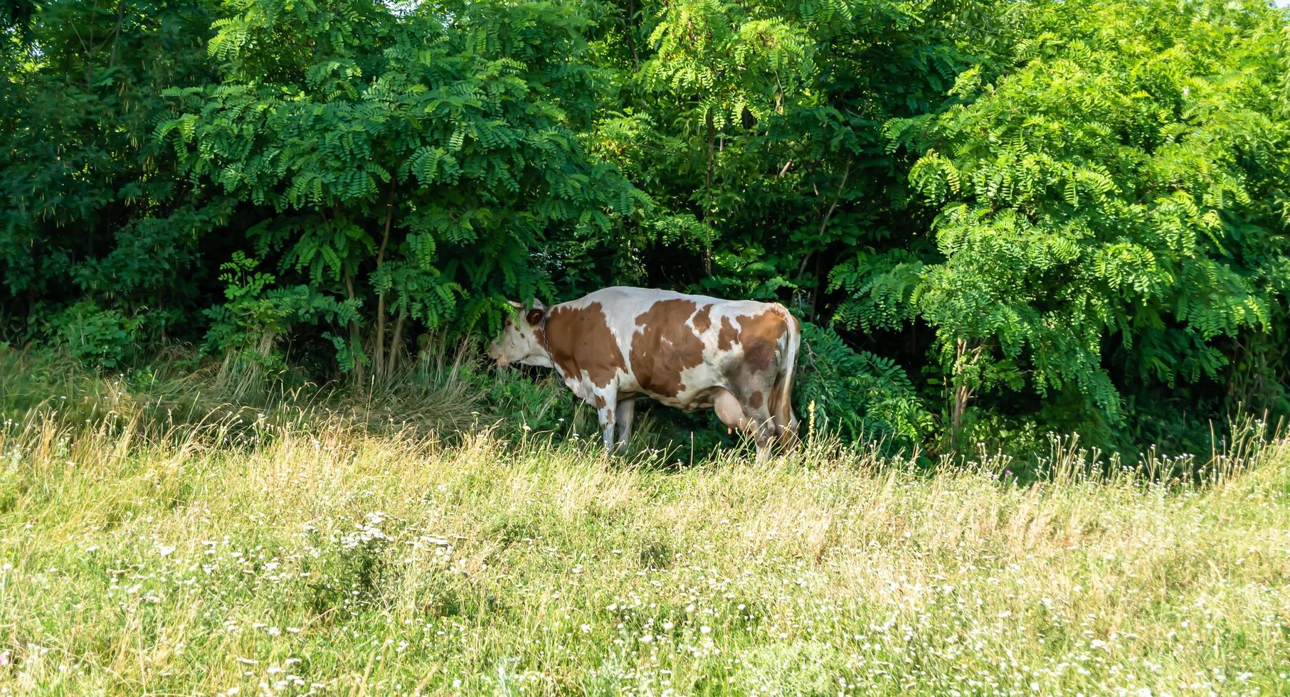 fotografía sobre el tema hermosa gran vaca lechera foto