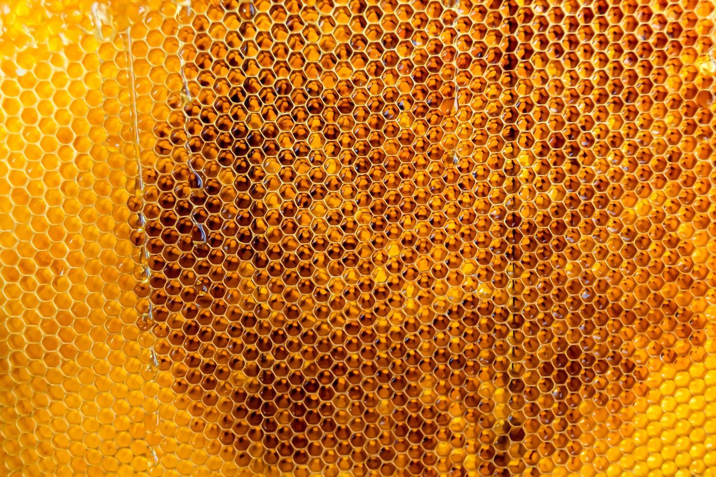 Honeycomb from bee hive filled with golden honey photo