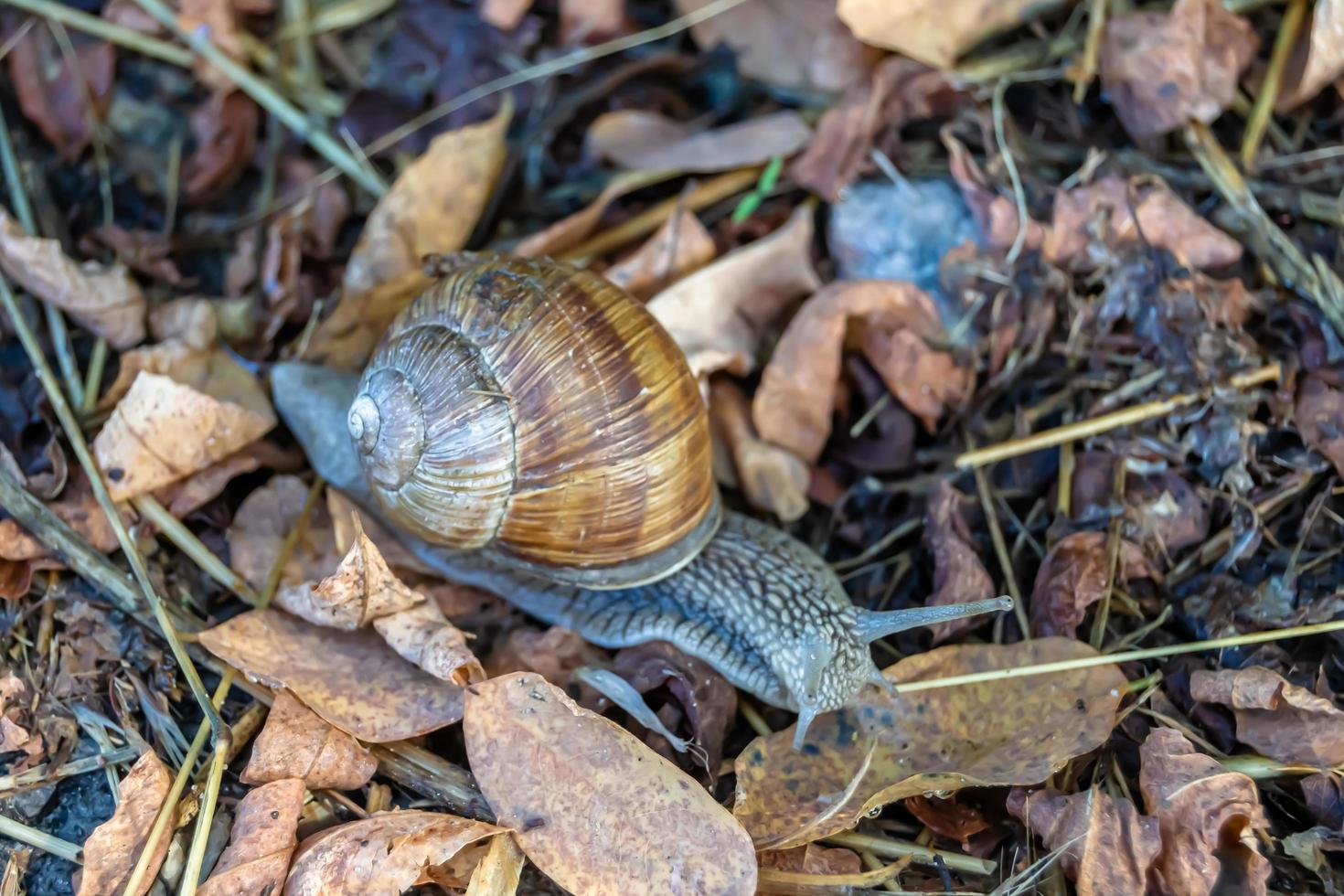 Big garden snail in shell crawling on wet road photo