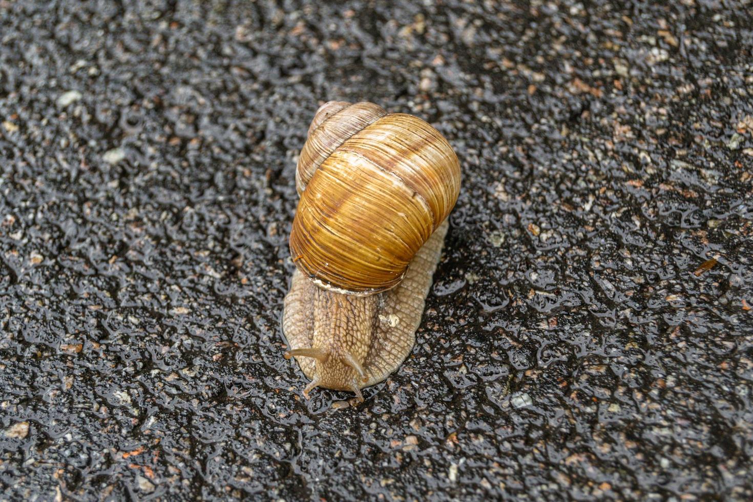 Big garden snail in shell crawling on wet road photo
