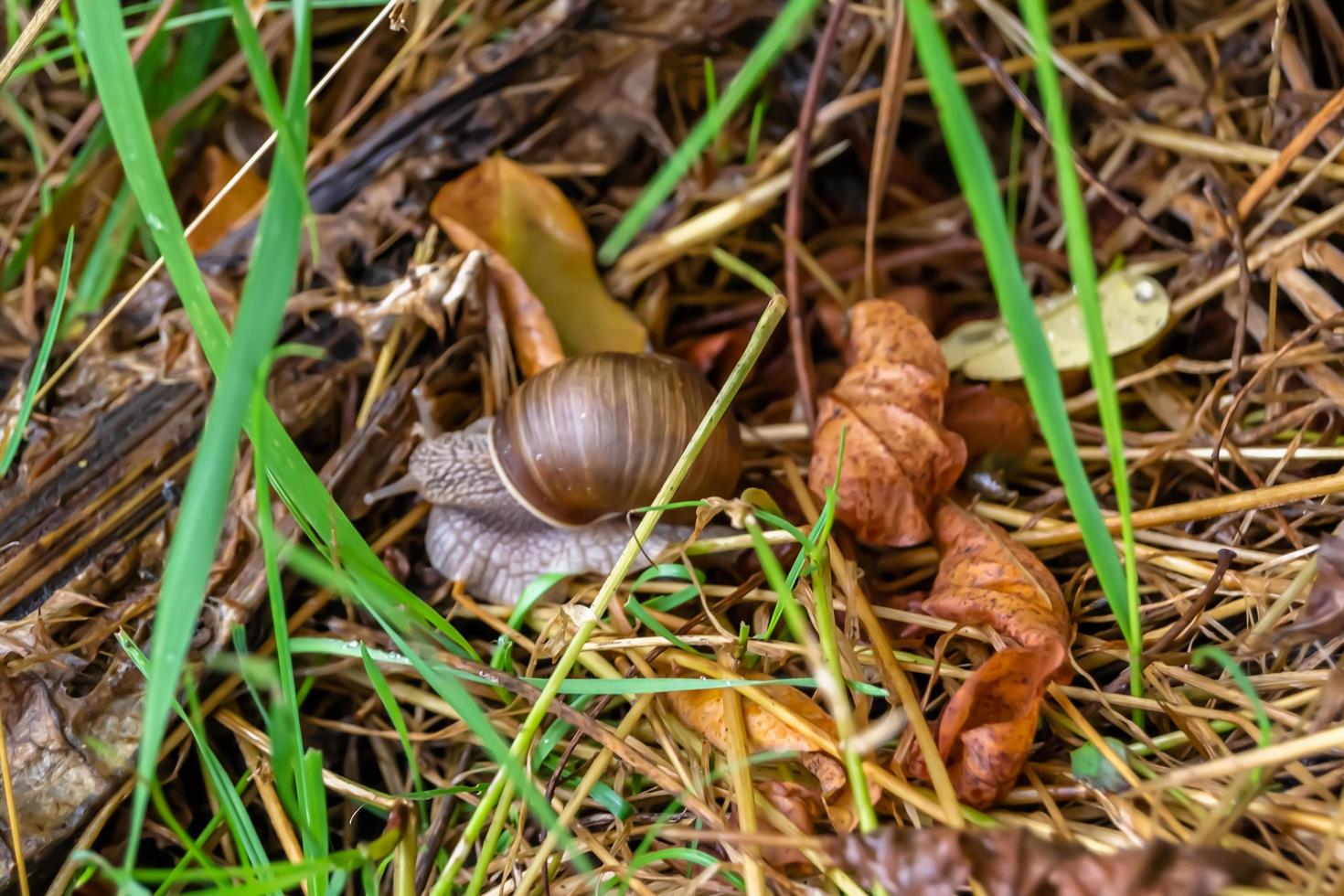 Big garden snail in shell crawling on wet road photo