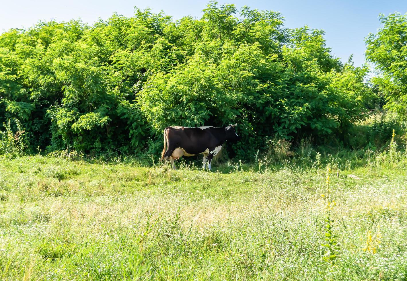 Photography on theme beautiful big milk cow photo