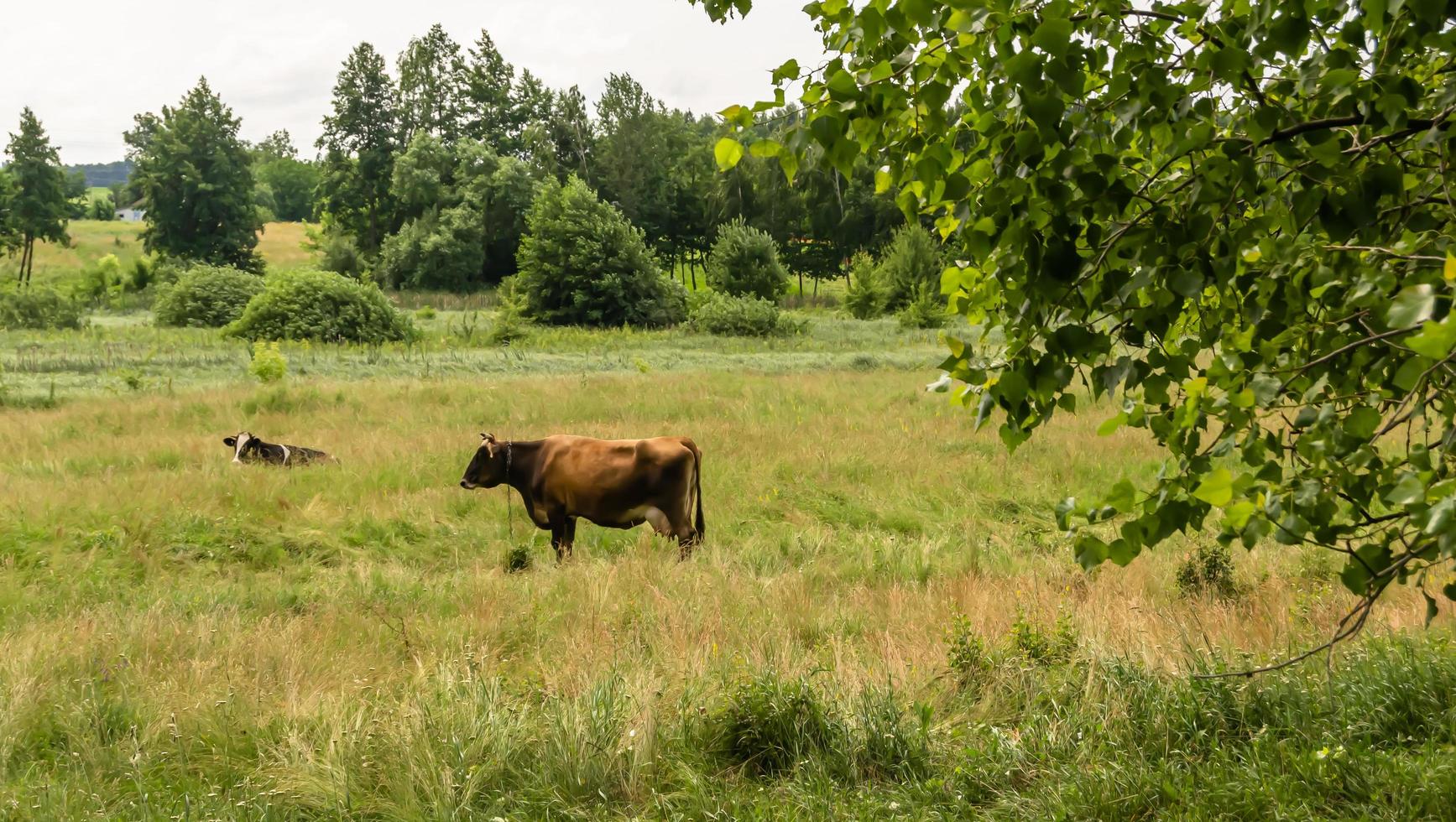 fotografía sobre el tema hermosa gran vaca lechera foto