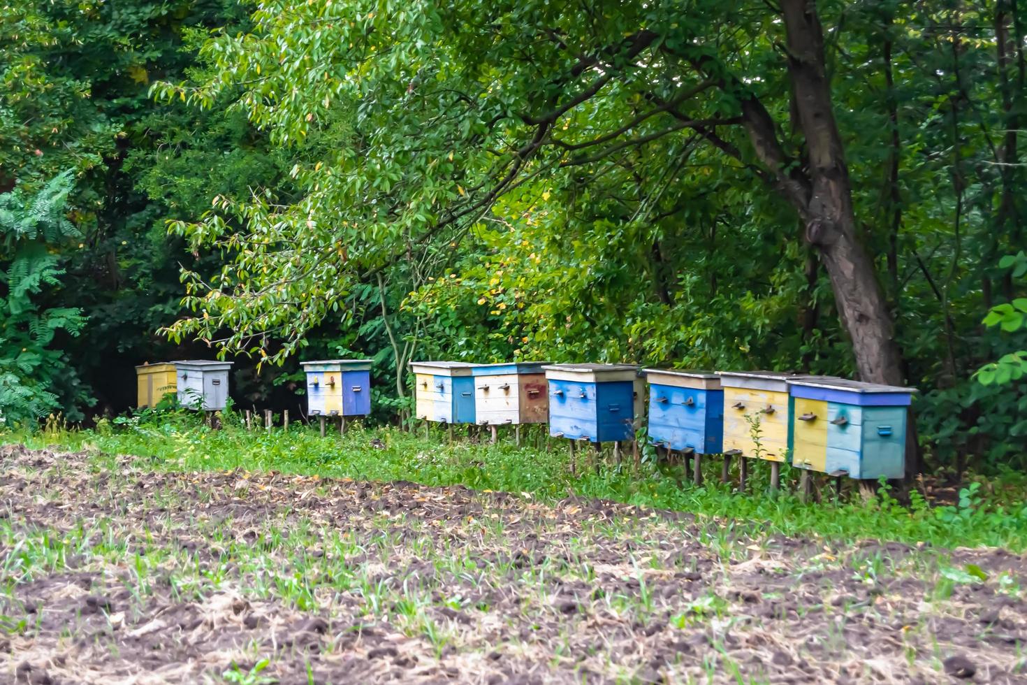 abeja alada vuela lentamente a la colmena recolecta néctar foto