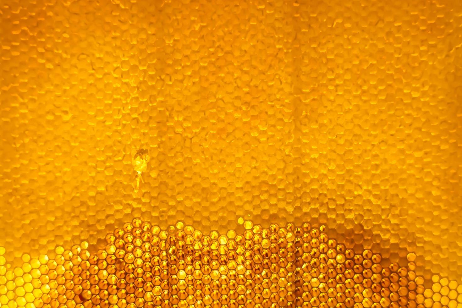 Honeycomb from bee hive filled with golden honey photo