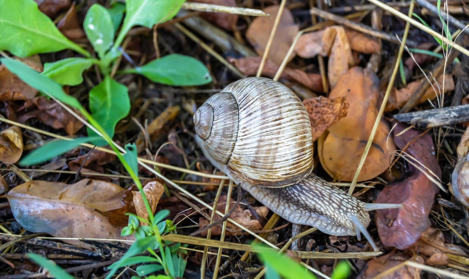 Big garden snail in shell crawling on wet road photo