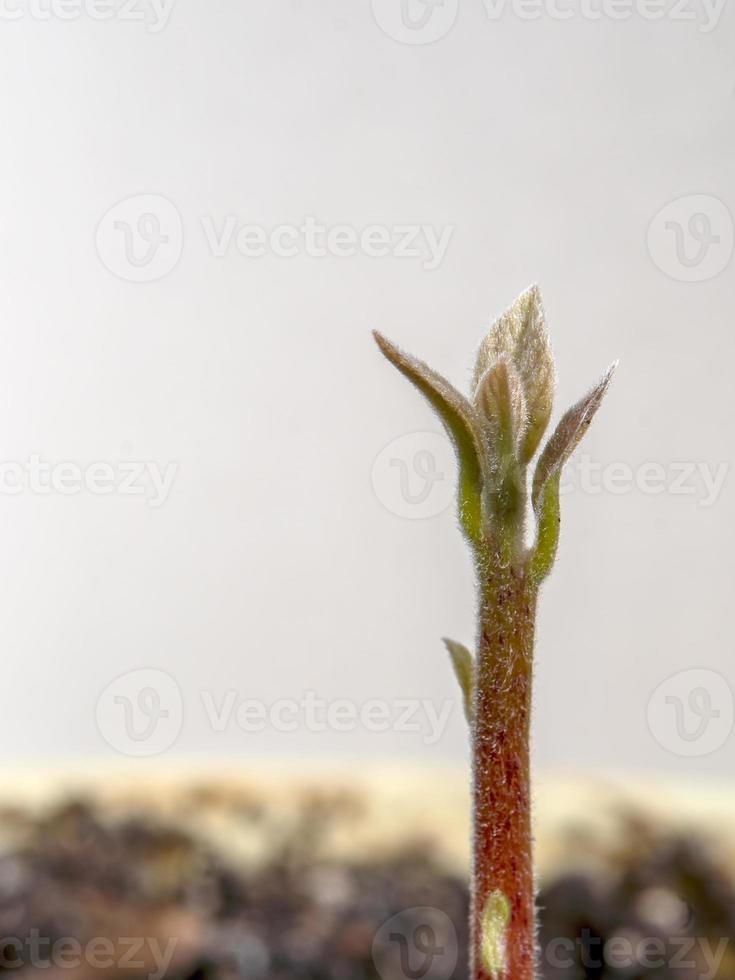 foto macro de un pequeño brote de aguacate en el suelo