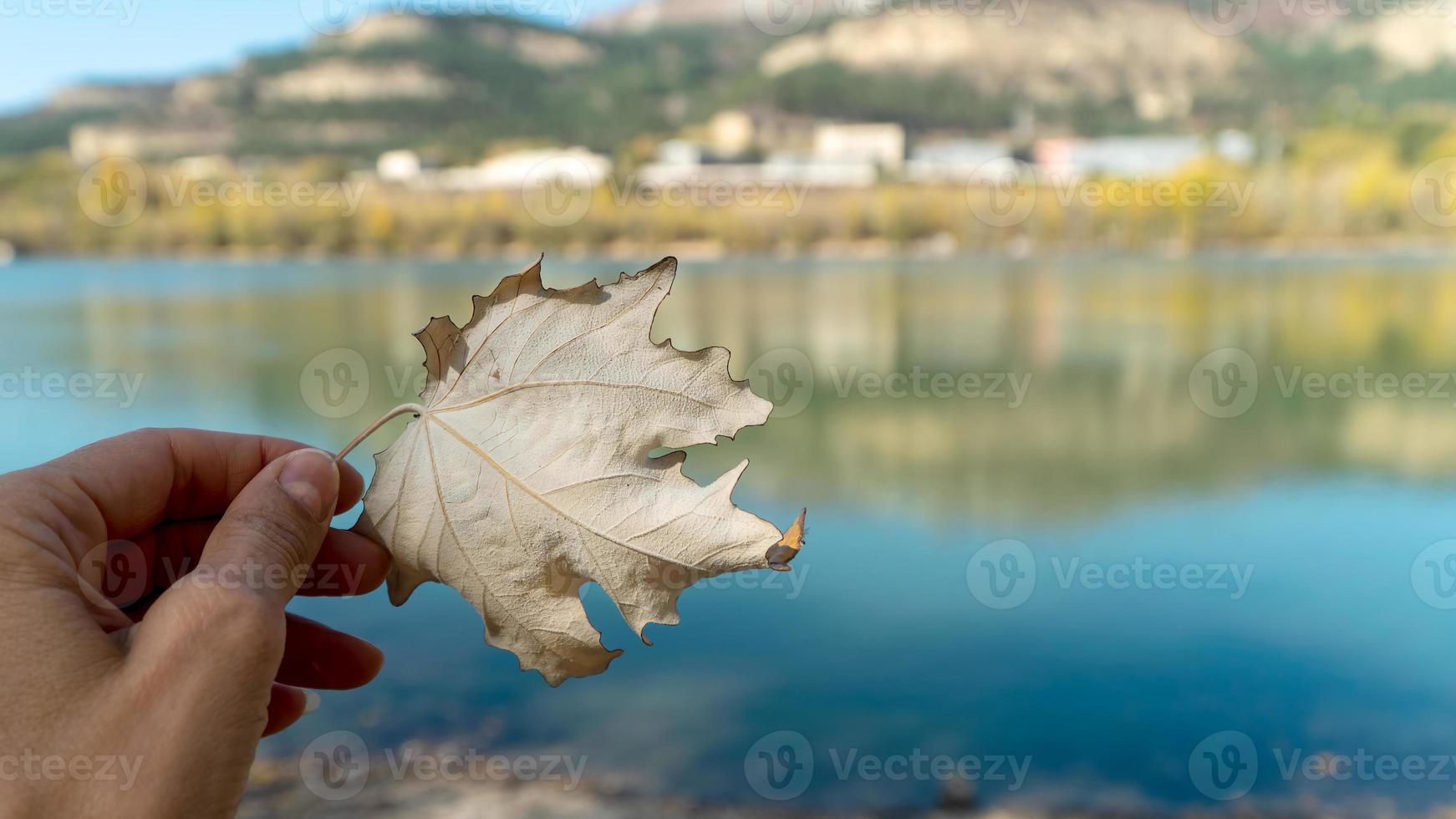 gran hoja de arce beige otoñal en la palma. fondo bokeh de lago azul y montañas, espacio de copia, macro foto