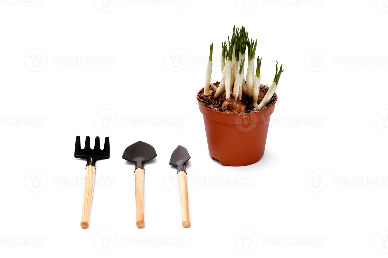 narcisos y herramientas de jardinería. herramientas para jardinería y riego flores aisladas sobre un fondo blanco. flores de narciso en una maceta foto