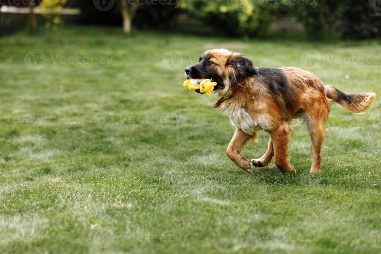 Playful and sportive young dog run at summer park field with toy in mouth. Long funny ears flap around head of cute and active doggy photo