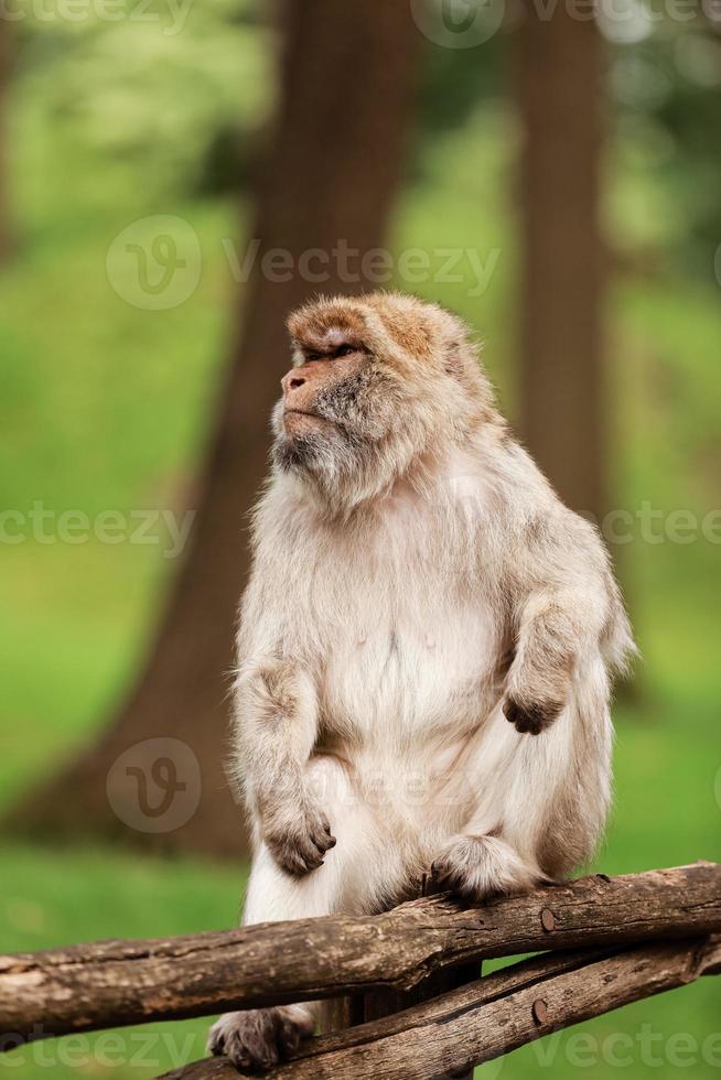 portrait of adult macaque in tropical nature park. Cheeky monkey in the natural forest area. Wildlife scene with danger animal. Macaca mulatta copyspace. photo