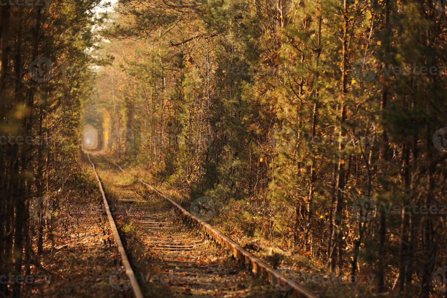 Fall autumn tunnel of love. Tunnel formed by trees and bushes along a old railway in Klevan Ukraine. selective focus photo