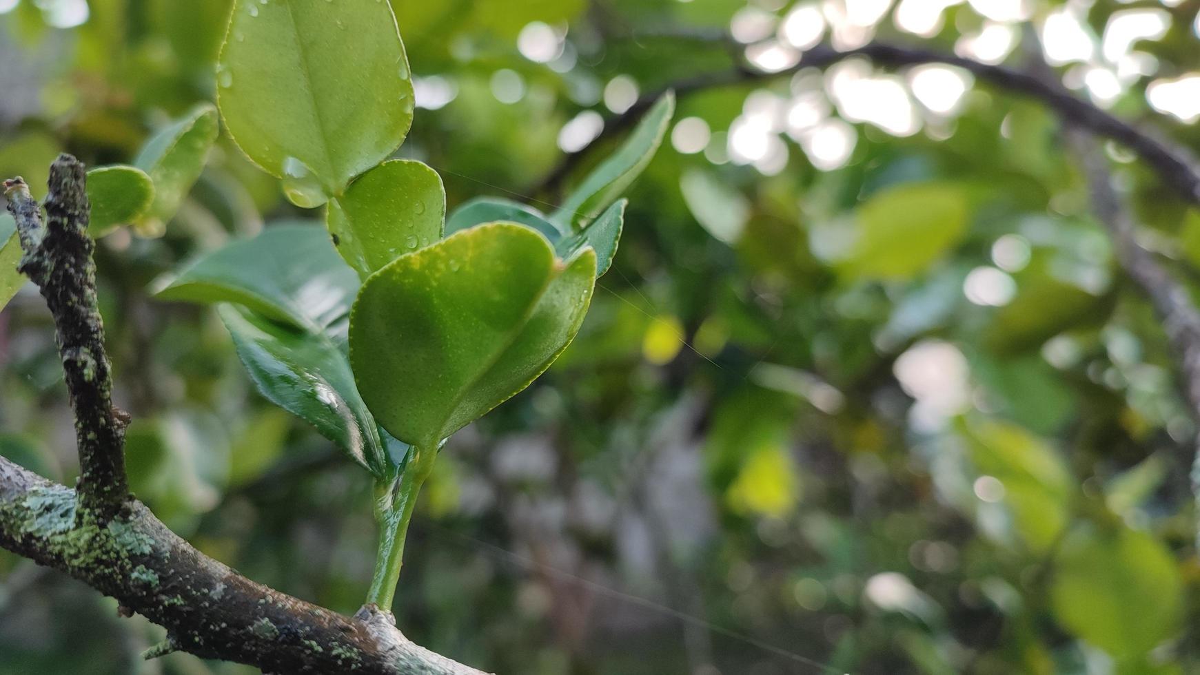 Orange flowers with green leaves. Tree with fruit and leaves in the garden photo