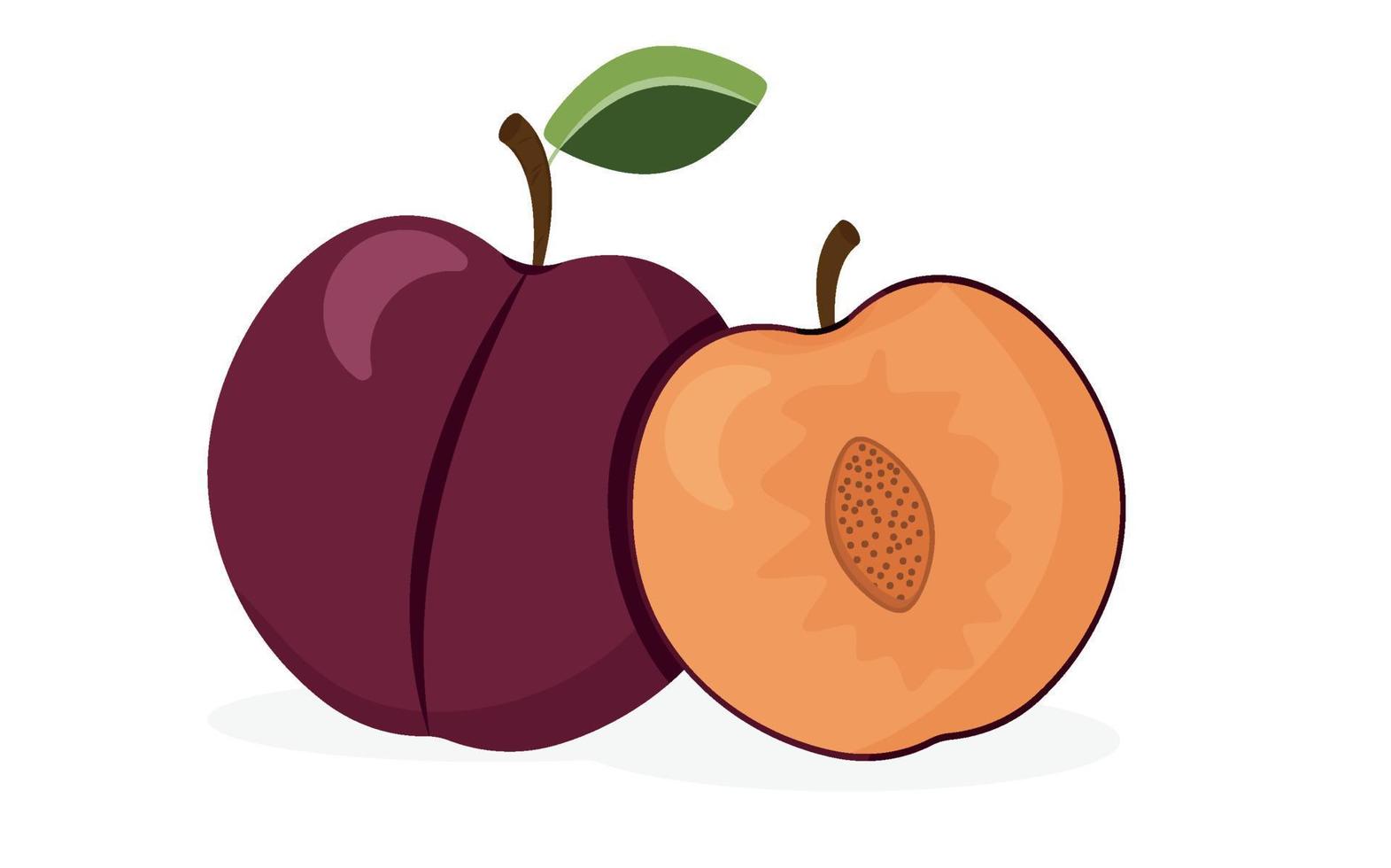 Plums on a white background. Juicy purple plum fruits. Whole and half fruit. Vector illustration