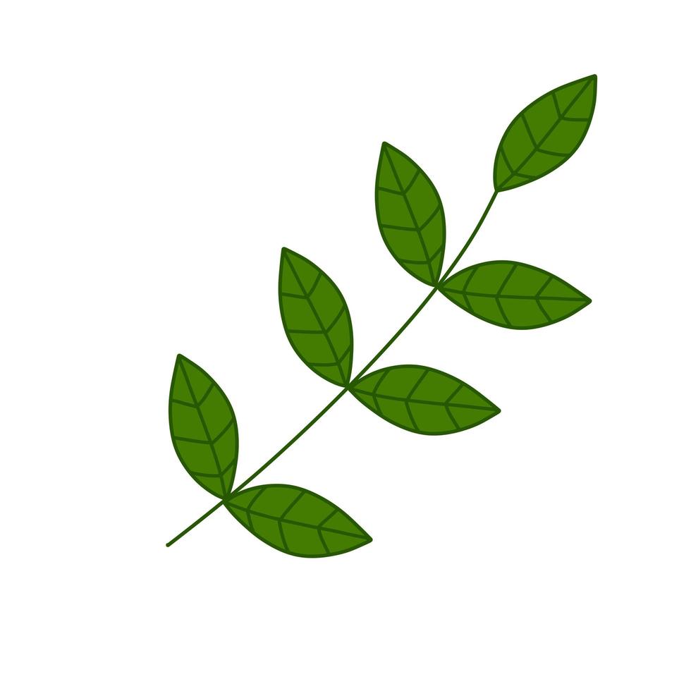 Branch with green leaves. Plant and part of tree vector