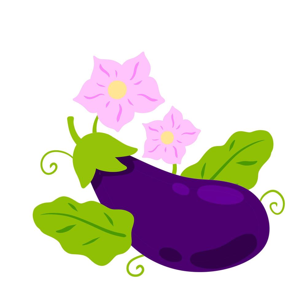 Eggplant. Pink flowers and stem with green tendrils. Flowering of vegetable. vector
