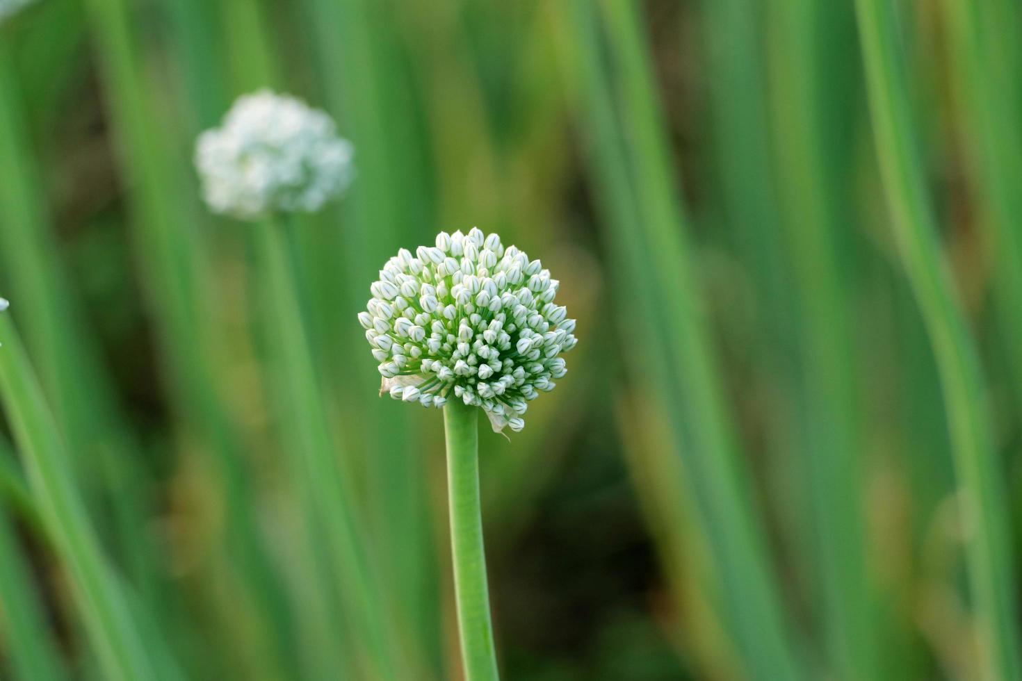 Onion flower with green background photo