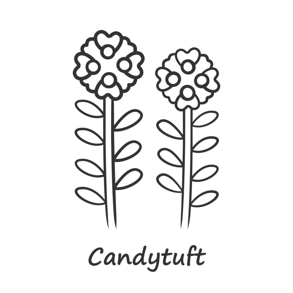 Candytuft linear icon. Thin line illustration. Aster garden flower with name. Iberis evergreen perennial plant inflorescence. Spring blossom. Contour symbol. Vector isolated outline drawing