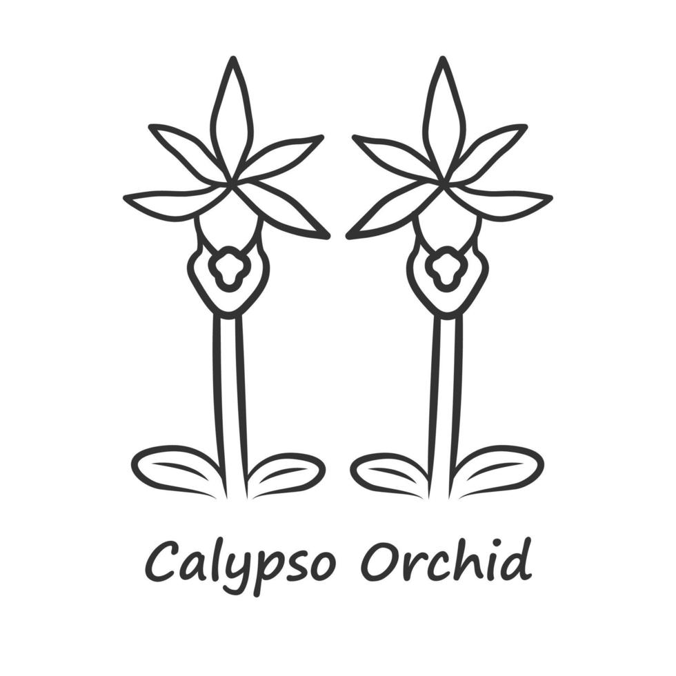 Calypso orchid linear icon. Thin line illustration. Exotic, tropical blooming flower. Fairy slipper with name. Calypso bulbosa. Wildflower paphiopedilum. Contour vector isolated outline drawing