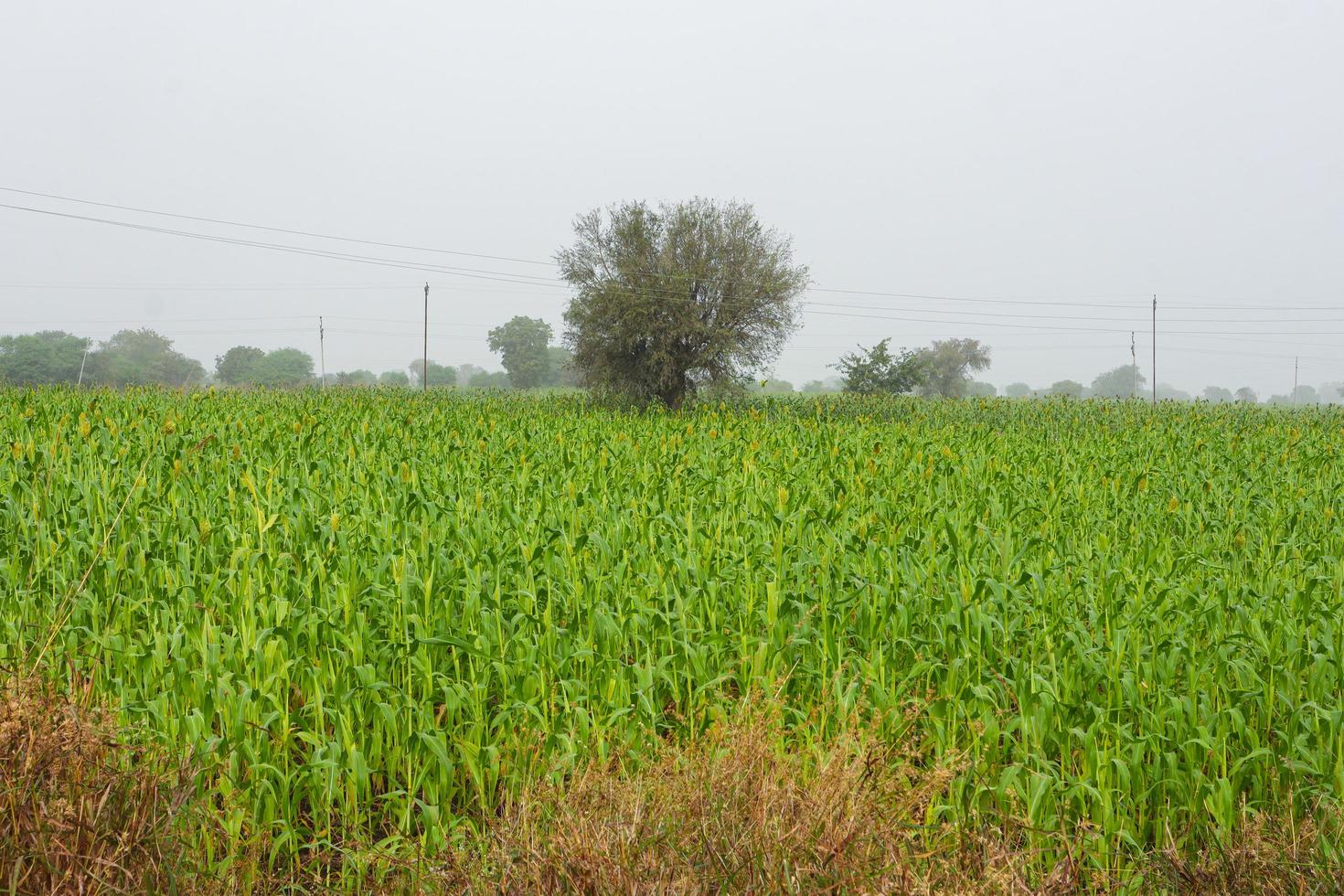 Jowar or Sorghum. Jowar grain Sorghum crop farm, - Indian Agriculture. photo
