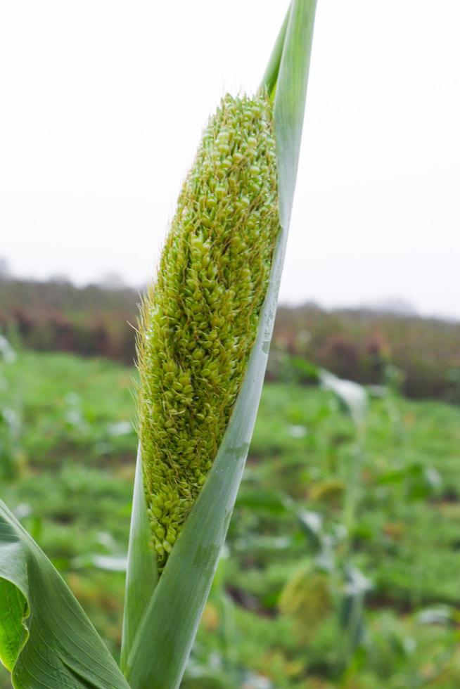 Sorghum or jowar grain field. photo