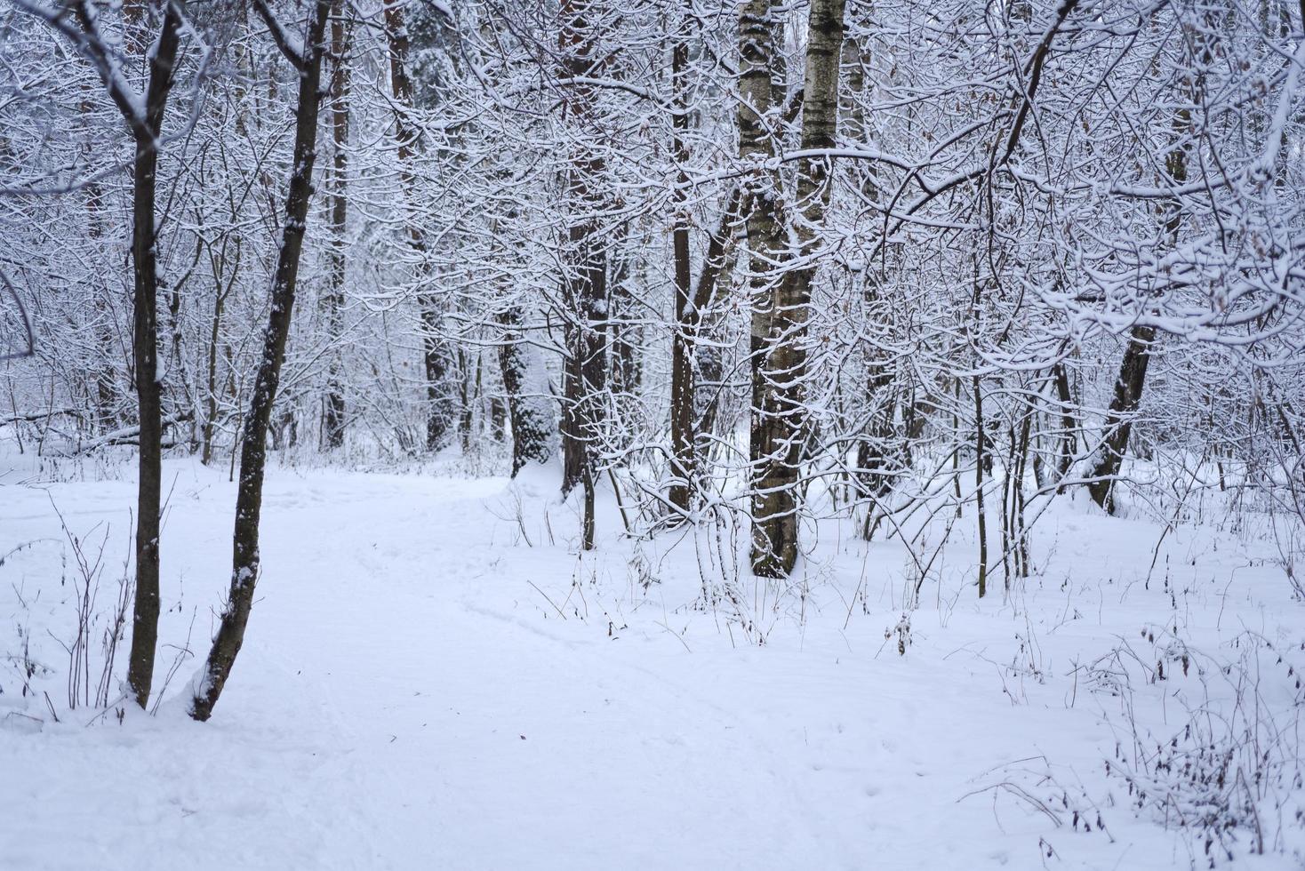 bosque árboles naturaleza nieve bosque fondos. foto