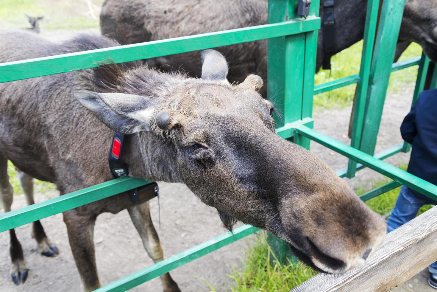 Elk in the reserve in Kostroma. June 11, 2018. photo