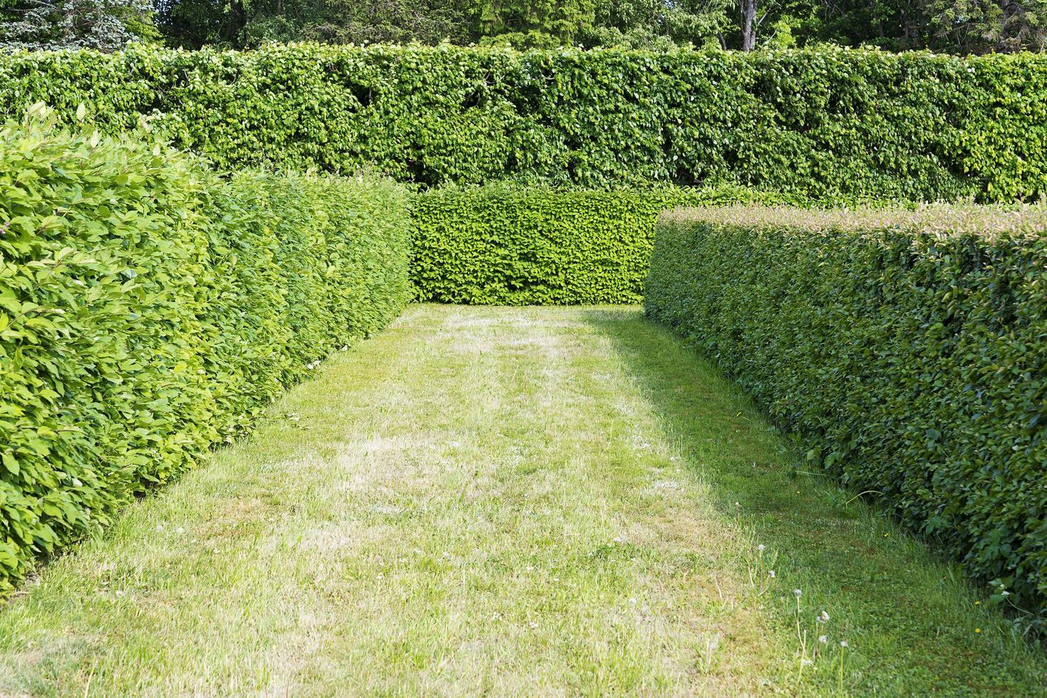 Paths of the upper garden in Peterhof. July 4, 2018. photo