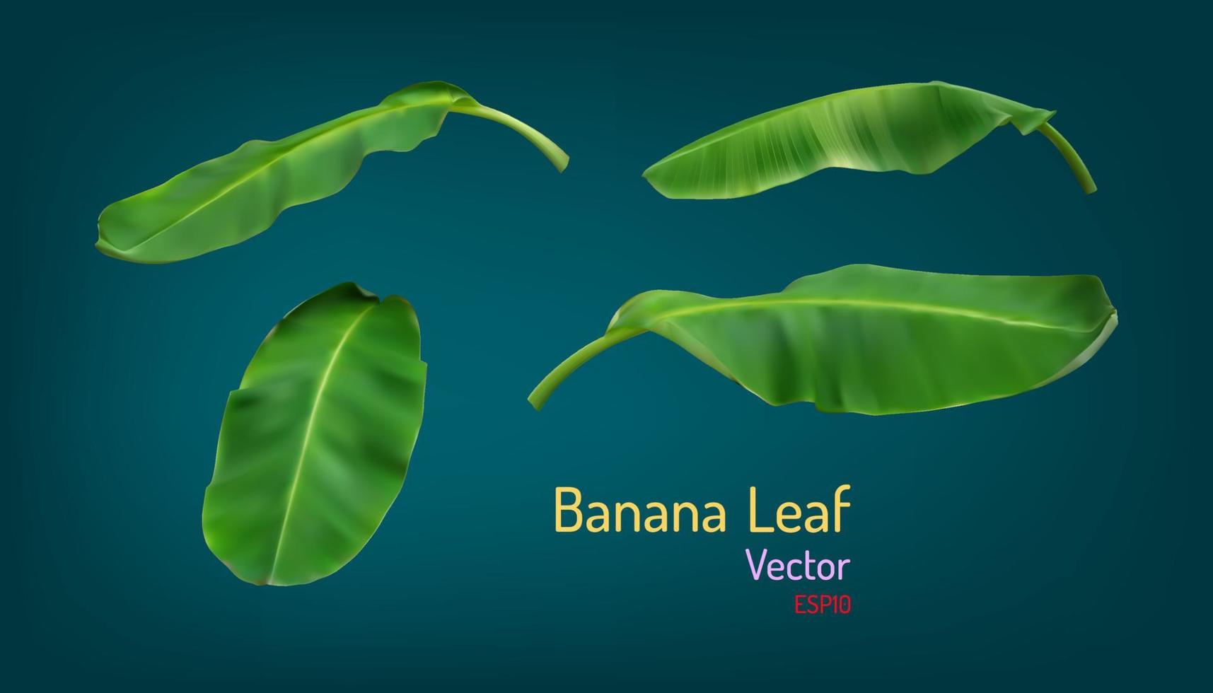 hoja de plátano realista y textura de luz y sombra. ilustración vectorial eps10 vector