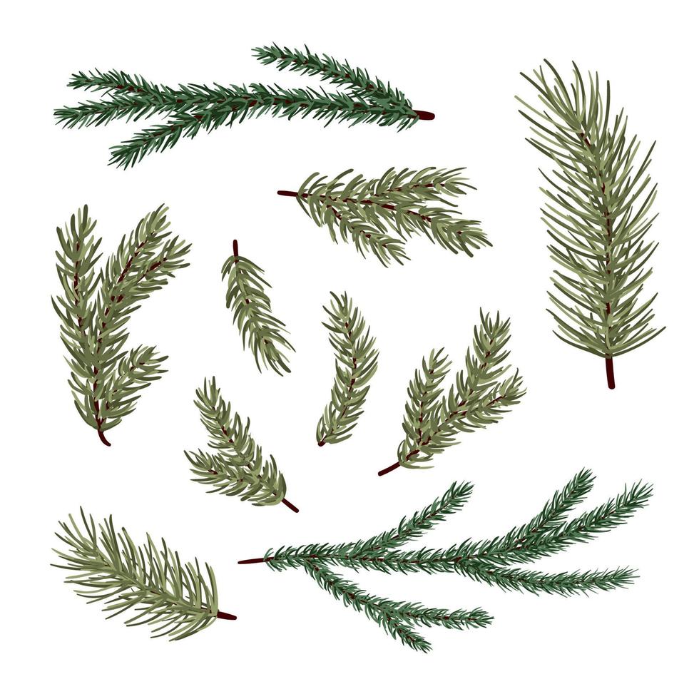 Set of conifer branches vector illustration set. Pine, spruce, cedar, larch, fir tree branches, winter nature clipart for design, print, card, christmas, greetings, wallpapers, background