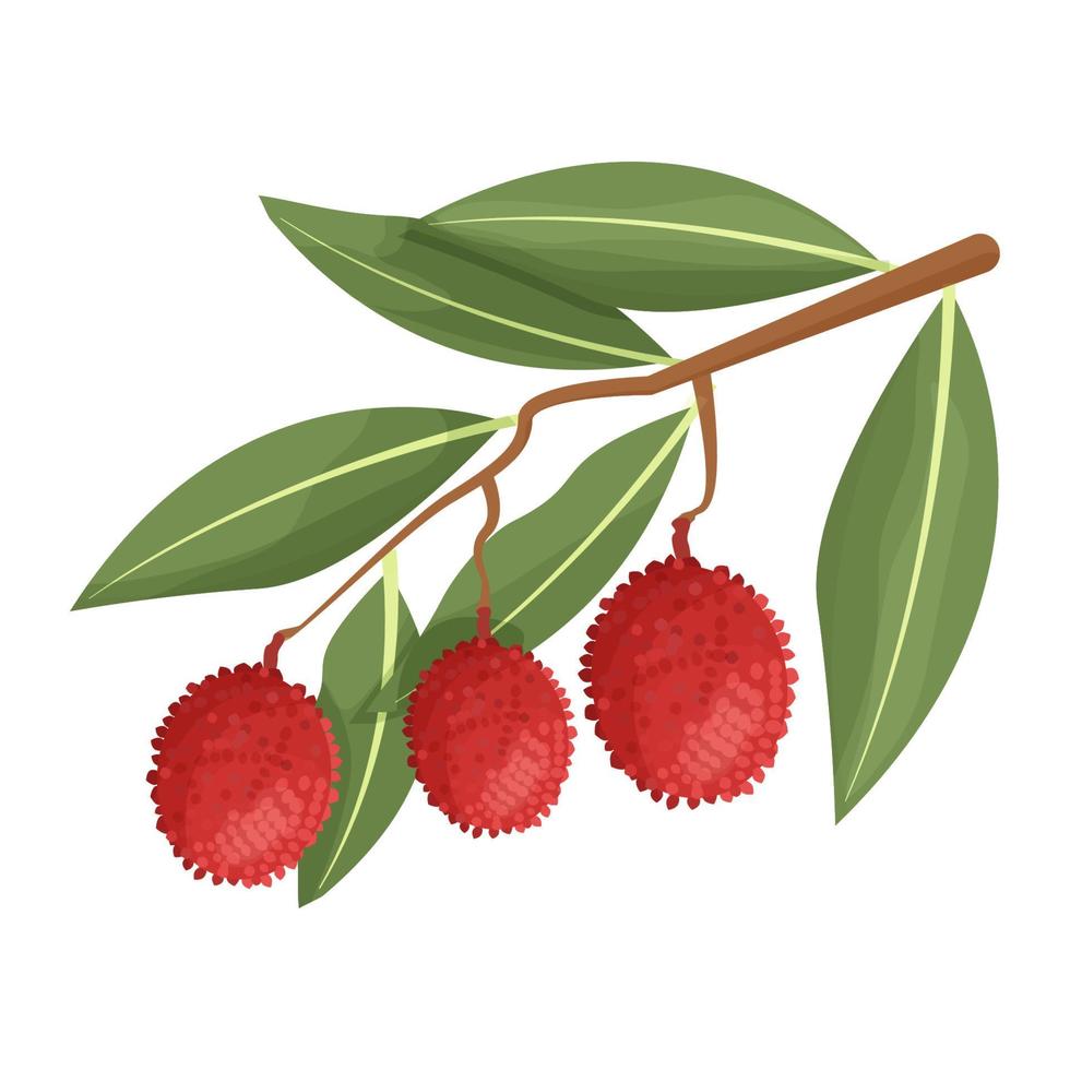 Lychees on branch with leaves isolated on white background stock vector illustration. Bright, textured, detailed clipart, graphic object.