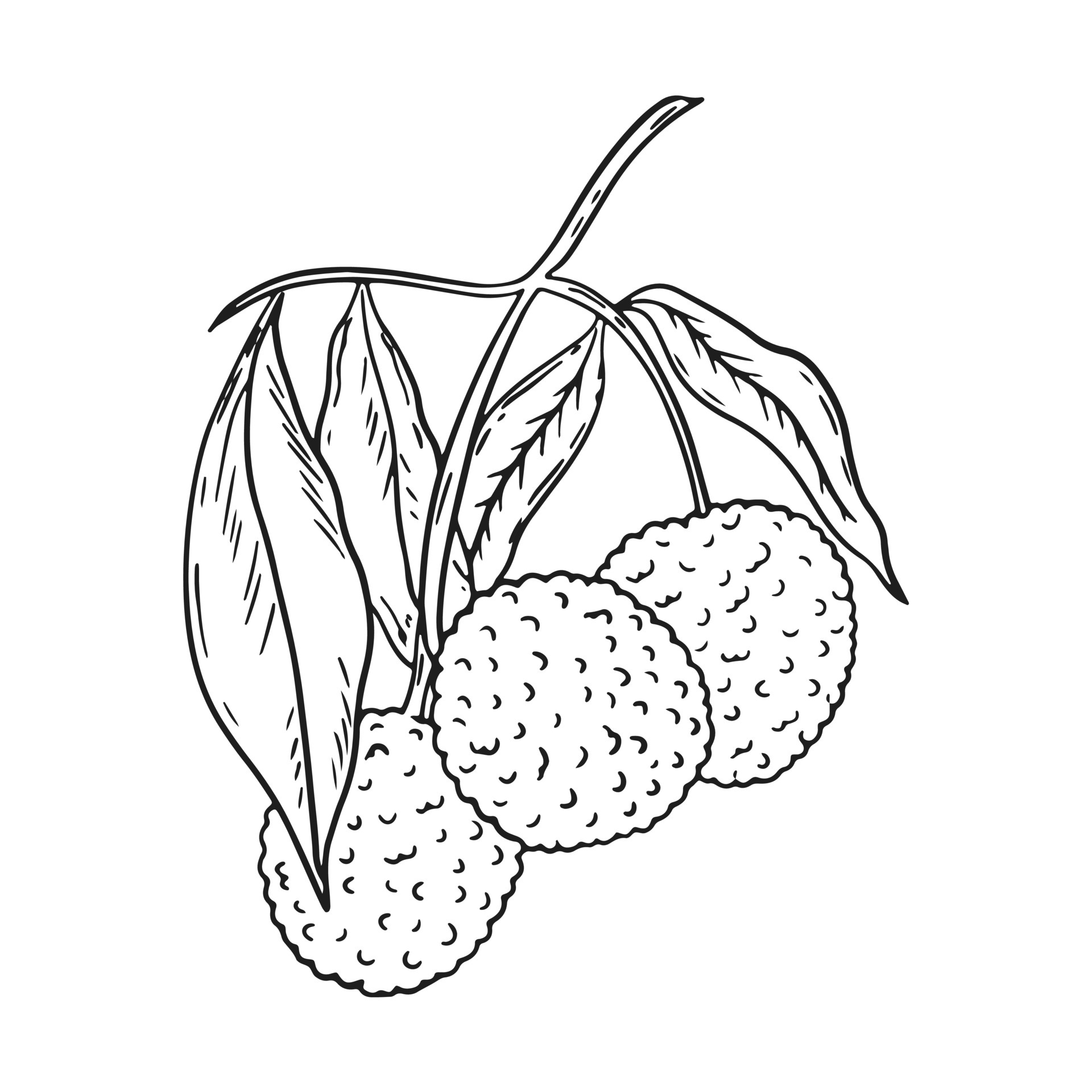 How to Draw a Lychee Fruit Step by Step - YouTube