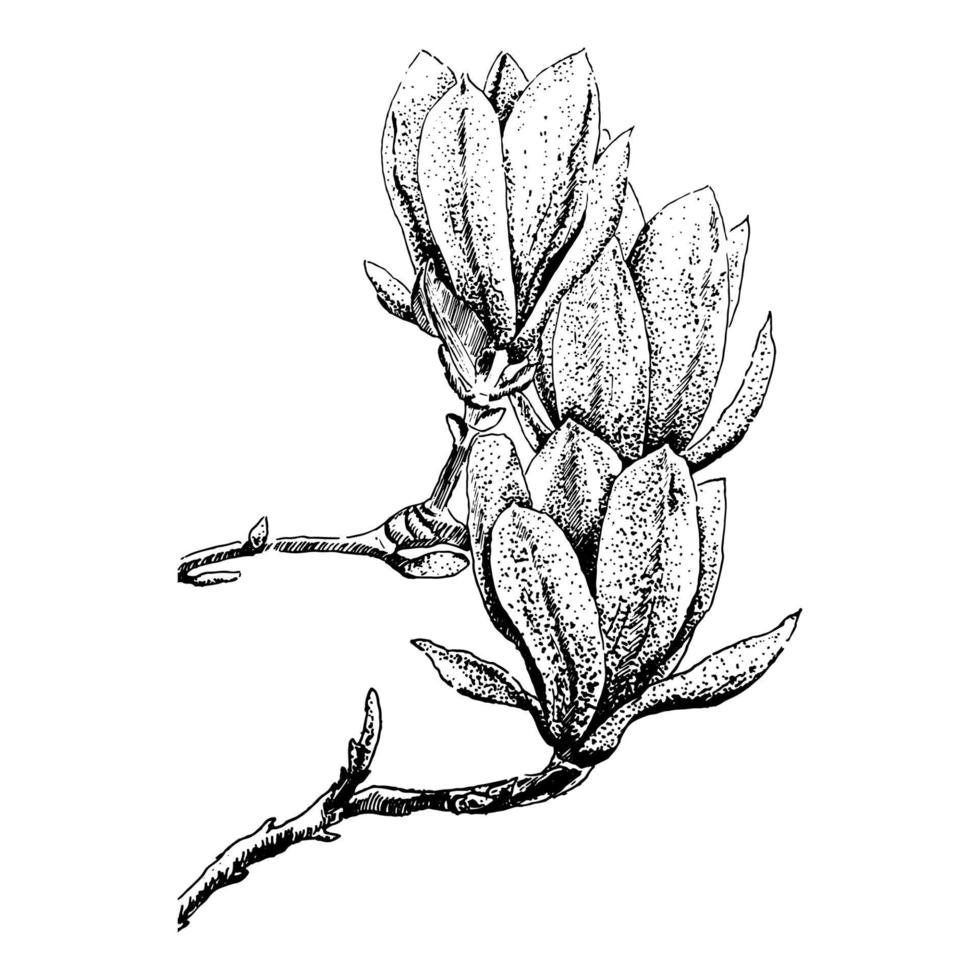 Magnolia flowers on a branch. Black and white art. Hand drawn sketch vector illustration