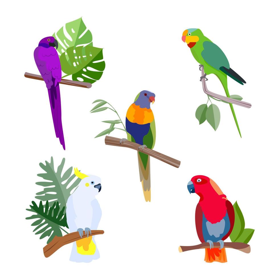 Collection of colorful tropical parrots. vector flat cute illustration