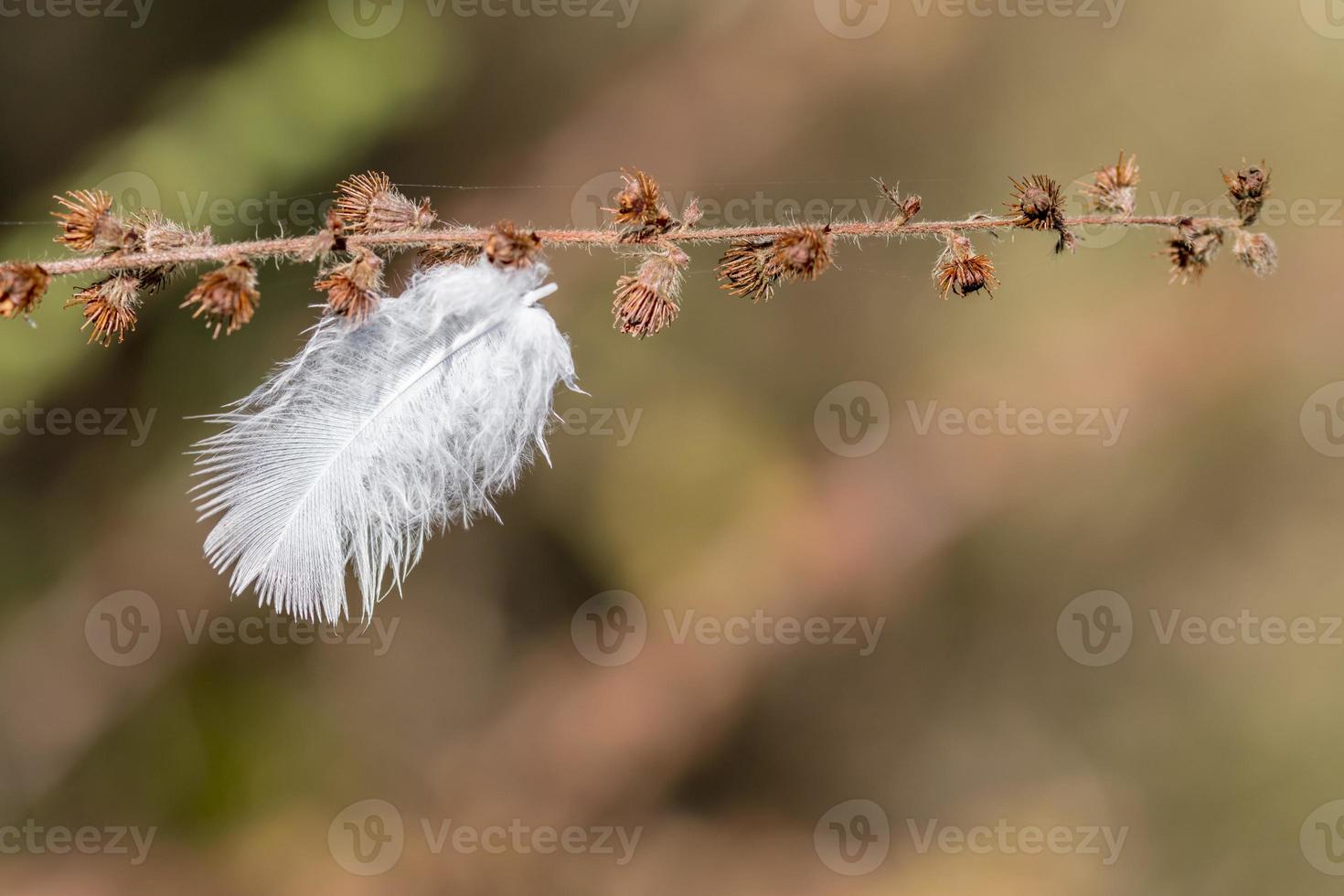 small white downy feather hangs on a dry flower branch 5370229 Stock